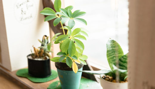 【2022年1月オープン！】晴海に「デコホーム」が出来るってよ